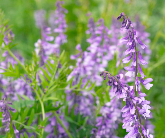 ЛЕЧЕБЕН ЖАБЛЕК И ОБИКНОВЕН БОБ КАТО ПОМОЩНИ СРЕДСТВА ПРИ ДИАБЕТ