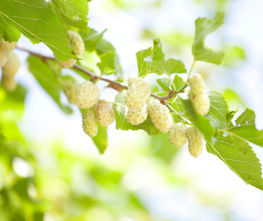 БЯЛАТА ЧЕРНИЦА КАТО ЕСТЕСТВЕНО ПРОТИВОДИАБЕТНО СРЕДСТВО